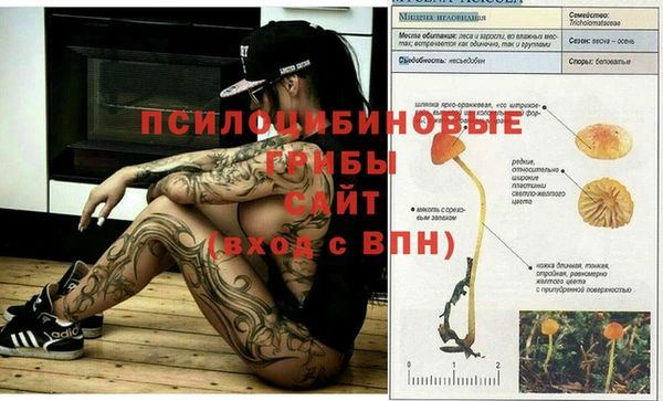 прущие грибы Богданович
